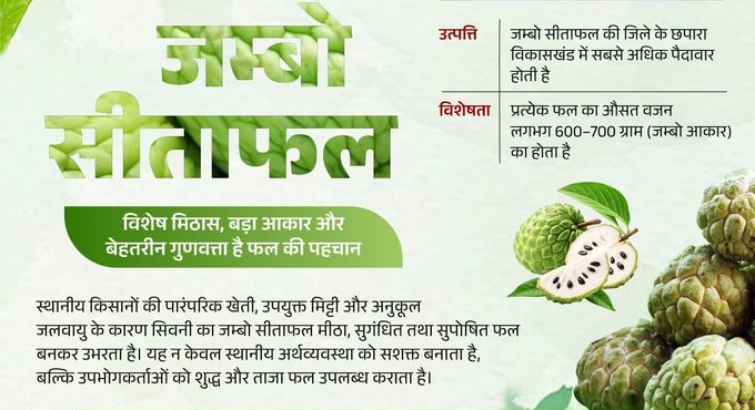 Seoni Jumbo Custard Apple GI Tag: क्यों खास है ये सीताफल Seoni Jumbo Custard Apple GI Tag: क्यों खास है ये सीताफल