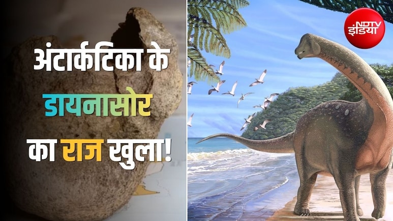 वैज्ञानिक दराज में रखकर भूल गए थे 40 साल पुरानी खोज, अब पता चला- वो अंटार्कटिका के पहले डायनासोर की हड्डी थी
