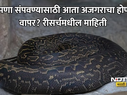 ना जिम, ना डाएट; खरंच अजगराच्या रक्ताने लठ्ठपणा कमी होणार? शास्त्रज्ञांच्या हाती लागलं वेटलॉसचं मोठं सीक्रेट