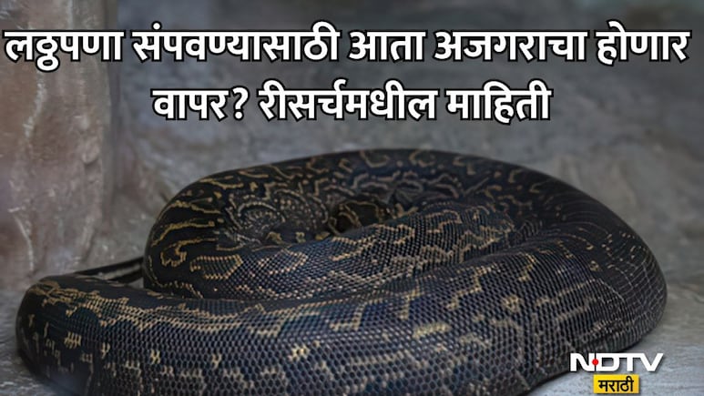 ना जिम, ना डाएट; खरंच अजगराच्या रक्ताने लठ्ठपणा कमी होणार? शास्त्रज्ञांच्या हाती लागलं वेटलॉसचं मोठं सीक्रेट
