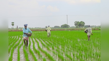 India Fertiliser Offers Sink in Sign of Easing Supply Strain