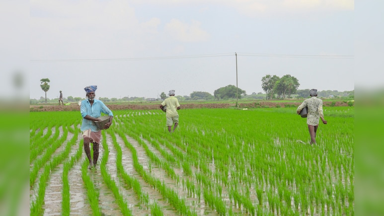 India Fertiliser Offers Sink in Sign of Easing Supply Strain