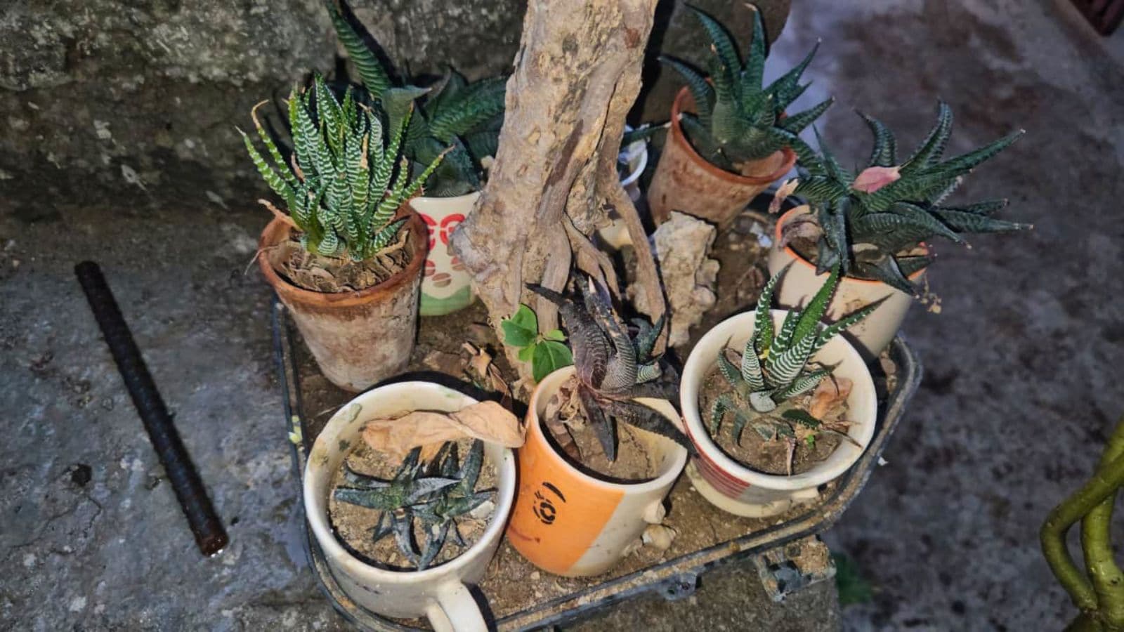 छत पर रखे हुए अलग प्रजातियों के पौधे