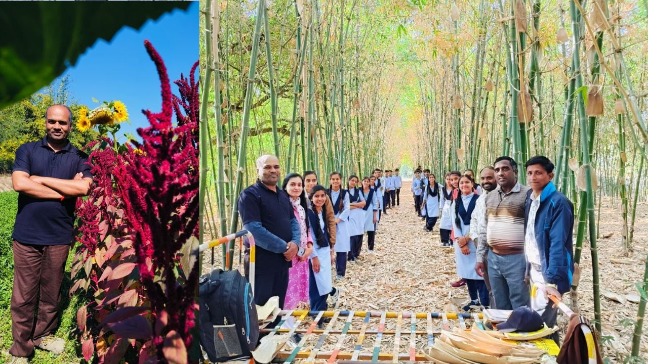 Bamboo cultivation