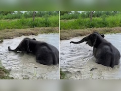 नन्हे हाथी की शरारतों पर फिदा हुआ इंटरनेट, क्यूट वीडियो हुआ वायरल