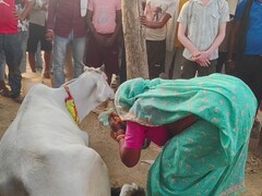 श्रावस्ती में 'चमत्कारी' गाय कई दिनों से खेत के लगा रही चक्कर, दूर-दूर से आ रहे लोगों की जुटने लगी भीड़