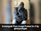 Watch: Gorilla's Human-Like Reaction After Fight With Mate Wins Internet Watch: Gorilla's Human-Like Reaction After Fight With Mate Wins Internet