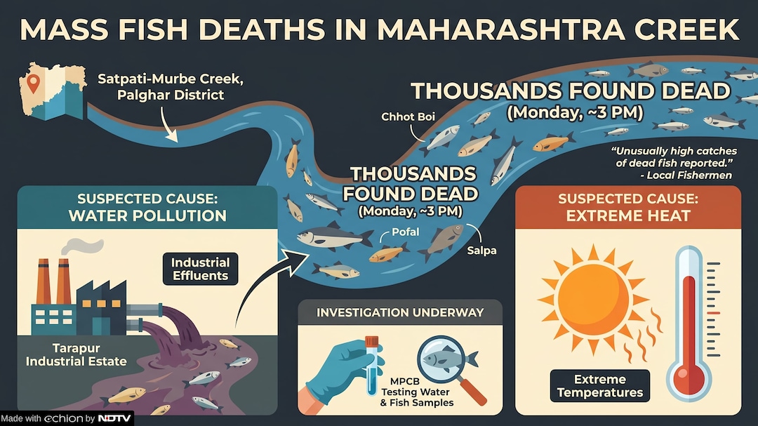 Thousands of dead fish found in Palghar creek