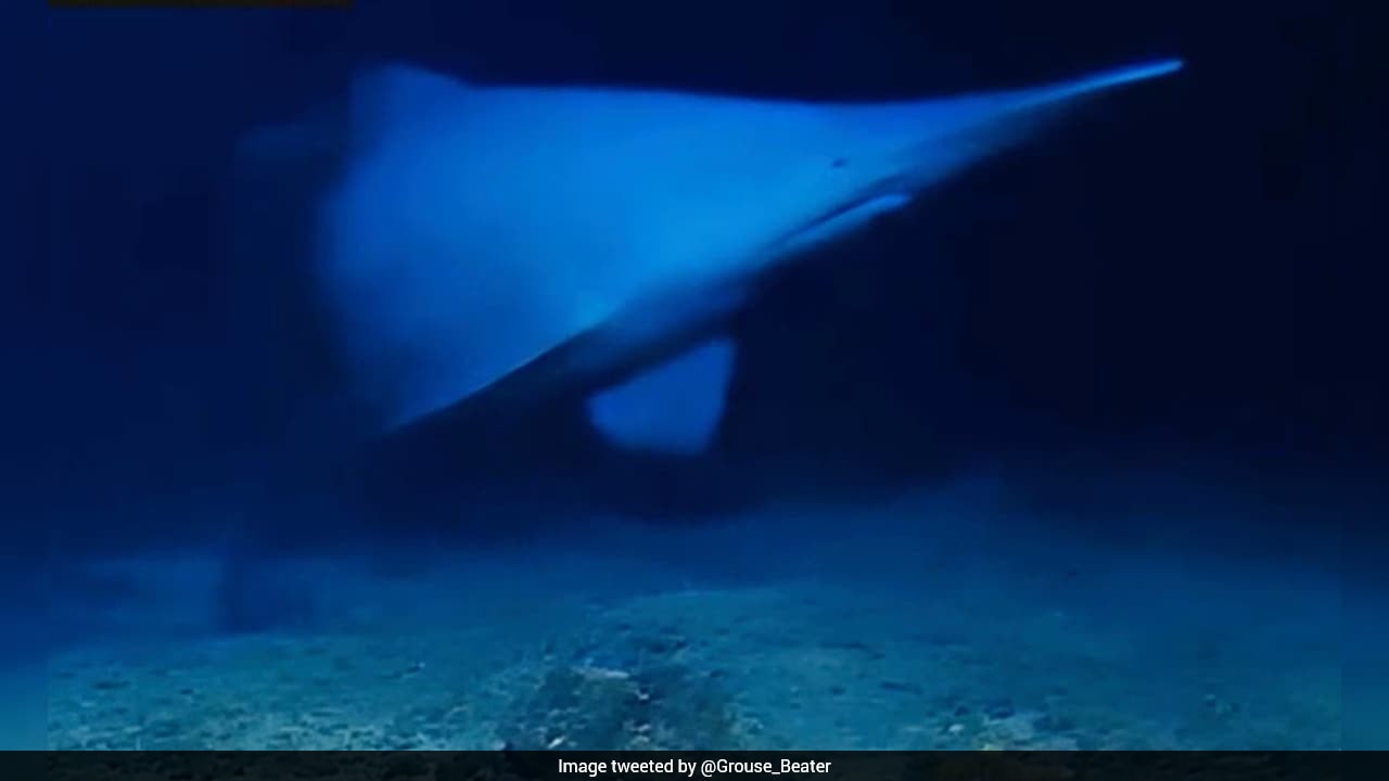 Watch: Scientists Capture First-Ever Footage Of A Live Goblin Shark In The Deep Ocean