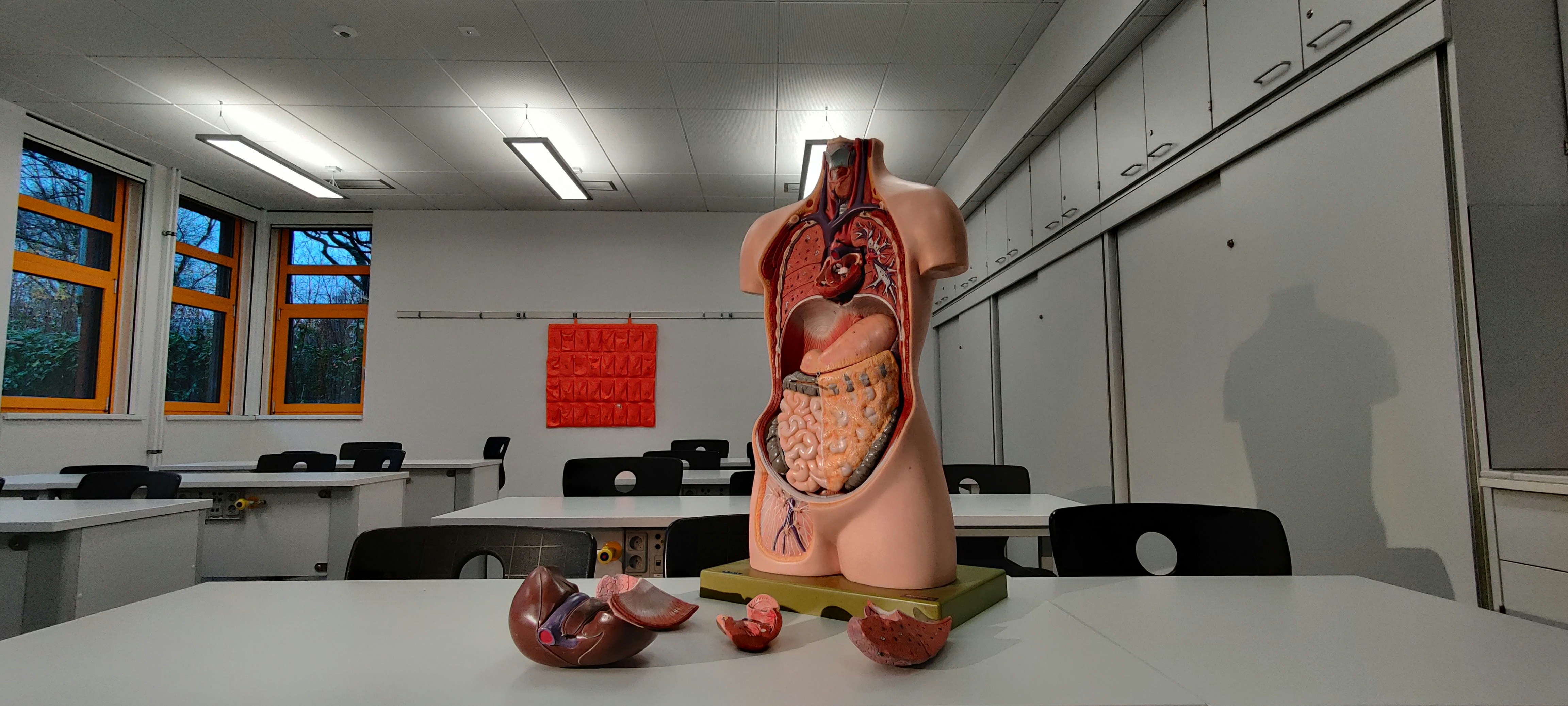 Silicon Valley Startup Wants To Grow 'Headless Humans' To Replace Animal Testing