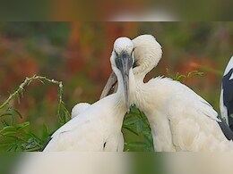 भरतपुर में ओपन बिल स्टॉर्क बर्ड से किसानों को पता चलता है मानसून, चोंच बताती है कैसी होगी बारिश?
