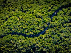 World Rainforest Day 2026: A Guide To India's Most Stunning Forest Getaways