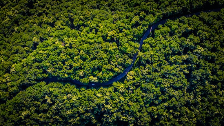World Rainforest Day 2026: A Guide To India's Most Stunning Forest Getaways