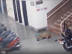 Video: Leopard Kills Dog At IIT Bombay, Footage Sparks Fear Among Residents