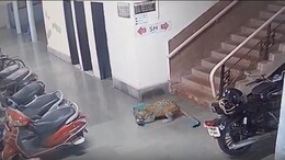 Video: Leopard Kills Dog At IIT Bombay, CCTV Footage Sparks Fear Among Residents