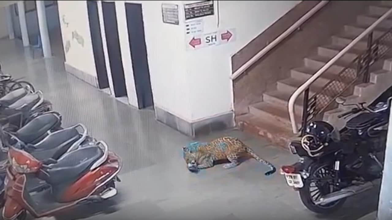 Video: Leopard Kills Dog At IIT Bombay, CCTV Footage Sparks Fear Among Residents