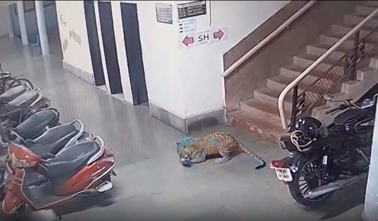Video: Leopard Kills Dog At IIT Bombay, CCTV Footage Sparks Fear Among Residents
