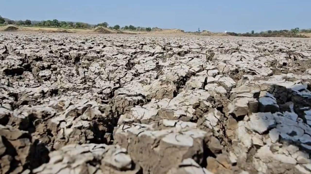 सूखे की मार झेल रहा मराठवाड़ा, 1000 टैंकर बुझा रहे प्यास, सूखे बांध में मरी मछलियां