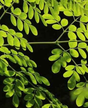Reasons Why Moringa Should Be A Part Of Your Diet