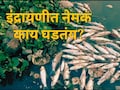 Pune News : इंद्रायणी नदीत हजारो मासे पडले मृत्यूमुखी; अंगावर आढळले किडे, भाविकांमध्ये घबराट