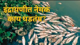 Pune News : इंद्रायणी नदीत हजारो मासे पडले मृत्यूमुखी; अंगावर आढळले किडे, भाविकांमध्ये घबराट