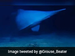 First-Ever Footage Of A Live Goblin Shark In The Deep Ocean Captured