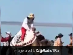 Video Of Camel Forced To Stand With Tourist On Its Back Sparks Outrage