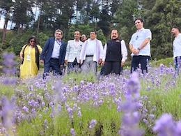 Terror Hideout To Purple Revolution: How Lavender Changed Fate Of A J&K Town