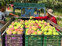 From Mexico To Japan, 7 Countries All Mango Lovers Should Travel To