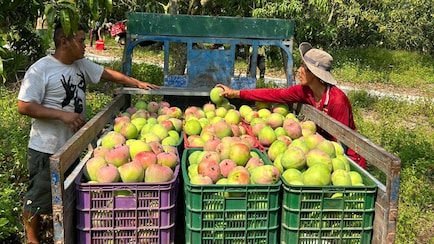 From Mexico To Japan, 7 Countries All Mango Lovers Should Travel To