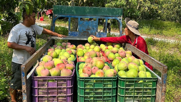 From Mexico To Japan, 7 Countries All Mango Lovers Should Travel To