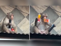 मोबाइल लेकर छत पर बैठ गया बंदर, फ्रूटी देखते ही बदल गया इरादा, वायरल हुआ मजेदार वीडियो