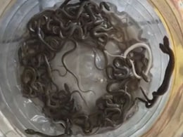VIDEO:  एक दोन नव्हे 27 साप.. पाण्याच्या टाकीत पाहिलं अन् बोबडीच वळली; धडकी भरवणारा व्हिडिओ