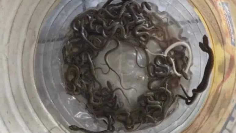VIDEO:  एक दोन नव्हे 27 साप.. पाण्याच्या टाकीत पाहिलं अन् बोबडीच वळली; धडकी भरवणारा व्हिडिओ