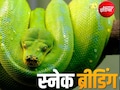 फ्लैट में रह रहे शख्स ने पाल रखे थे 300 से ज्यादा अजगर, भारी-भरकम बिजली बिल ने खोली पोल