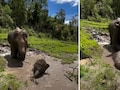 कीचड़ में खेलते नन्हे हाथी का वीडियो हुआ वायरल, मां का अंदाज देख इमोशनल हुए लोग