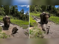 कीचड़ में खेलते नन्हे हाथी का वीडियो हुआ वायरल, मां का अंदाज देख इमोशनल हुए लोग