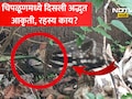 Chiplun News: चिपळूणमध्ये जंगलातून लोकवस्तीत आली एक रहस्यमय आकृती! कॅमेऱ्यात फोटो कैद, सत्य समजताच सगळेच थक्क