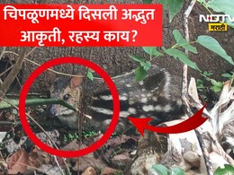 Chiplun News: चिपळूणमध्ये जंगलातून लोकवस्तीत आली एक रहस्यमय आकृती! कॅमेऱ्यात फोटो कैद, सत्य समजताच सगळेच थक्क