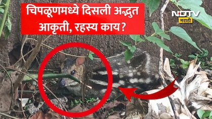 Chiplun News: चिपळूणमध्ये जंगलातून लोकवस्तीत आली एक रहस्यमय आकृती! कॅमेऱ्यात फोटो कैद, सत्य समजताच सगळेच थक्क