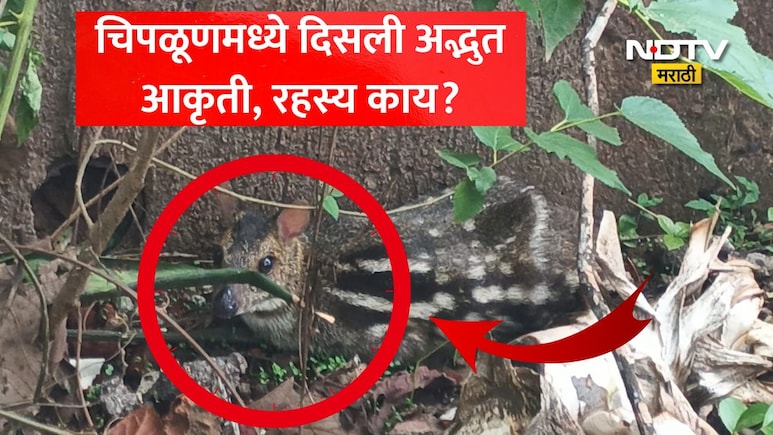 Chiplun News: चिपळूणमध्ये जंगलातून लोकवस्तीत आली एक रहस्यमय आकृती! कॅमेऱ्यात फोटो कैद, सत्य समजताच सगळेच थक्क