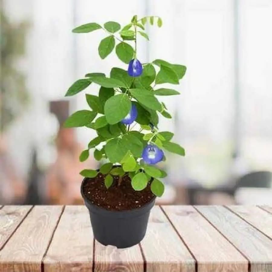 Click here to buy: KUMUBON Aparajita / Butterfly Pea Plant