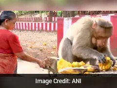 76-Year-Old Indian Woman Uses Pension To Feed Monkeys For Over A Decade, Wins Hearts Online