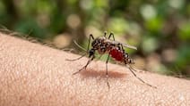 Could A Mosquito Bite One Day Protect You From Malaria? What A Study Says