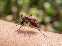 Could A Mosquito Bite One Day Protect You From Malaria? What A New Research Found