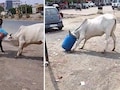 गाय की गर्दन में फंस गया प्लास्टिक का ड्रम, रेस्क्यू का वीडियो सोशल मीडिया पर छाया