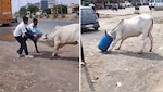 गाय की गर्दन में फंस गया प्लास्टिक का ड्रम, रेस्क्यू का वीडियो सोशल मीडिया पर छाया