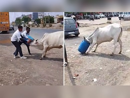 गाय की गर्दन में फंस गया प्लास्टिक का ड्रम, रेस्क्यू का वीडियो सोशल मीडिया पर छाया