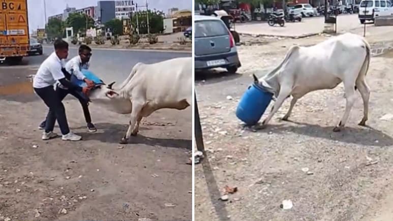 गाय की गर्दन में फंस गया प्लास्टिक का ड्रम, रेस्क्यू का वीडियो सोशल मीडिया पर छाया