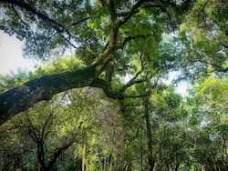 Small Canadian Town Recognises Trees As Living Beings With Rights
